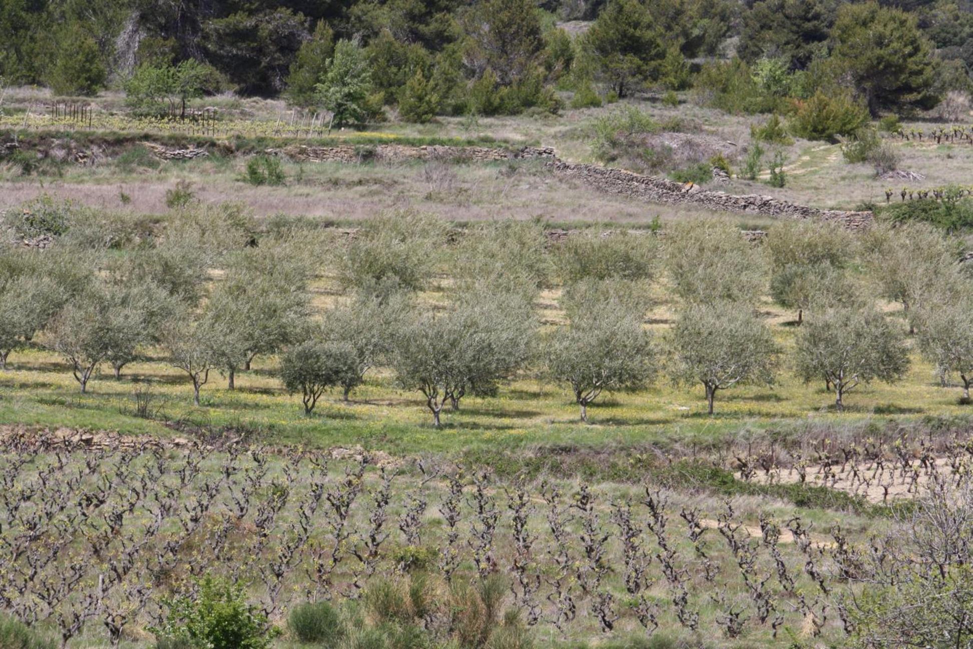 Maison d'hôtes Domaine d'Azéou à Laure-Minervois Extérieur photo